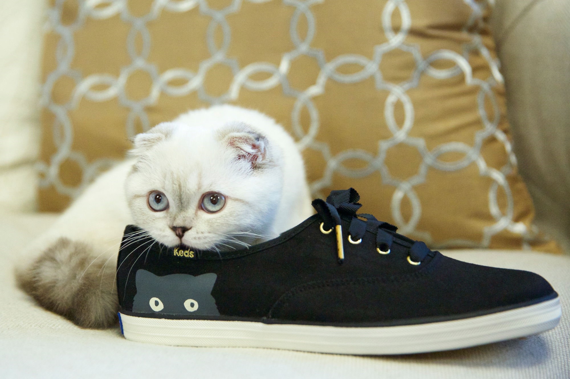 Кот в туфле